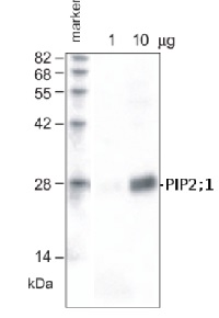 PIP2;1+PIP2;2 | Aquaporin PIP2;1+PIP2;2 in the group Antibodies for Plant/Algal / Membrane Transport System / Plasma membrane at Agrisera AB (Antibodies for research) (AS09 488)